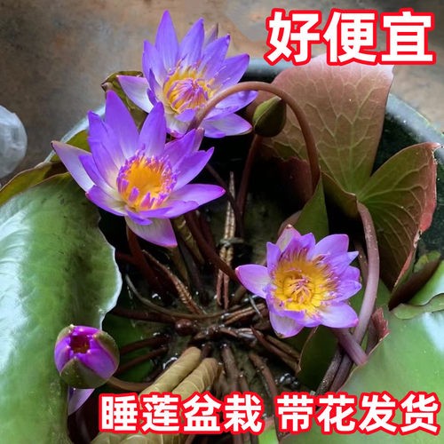 睡莲水培植物带花苞发货香水睡莲