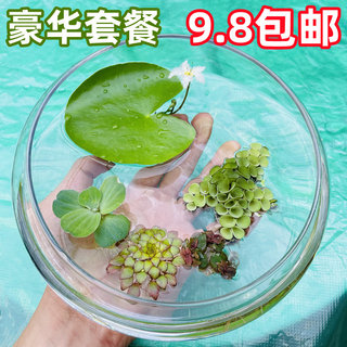 浮萍水草鱼缸造景水上植物一叶莲肚兜萍水牡丹活体水培净化水质