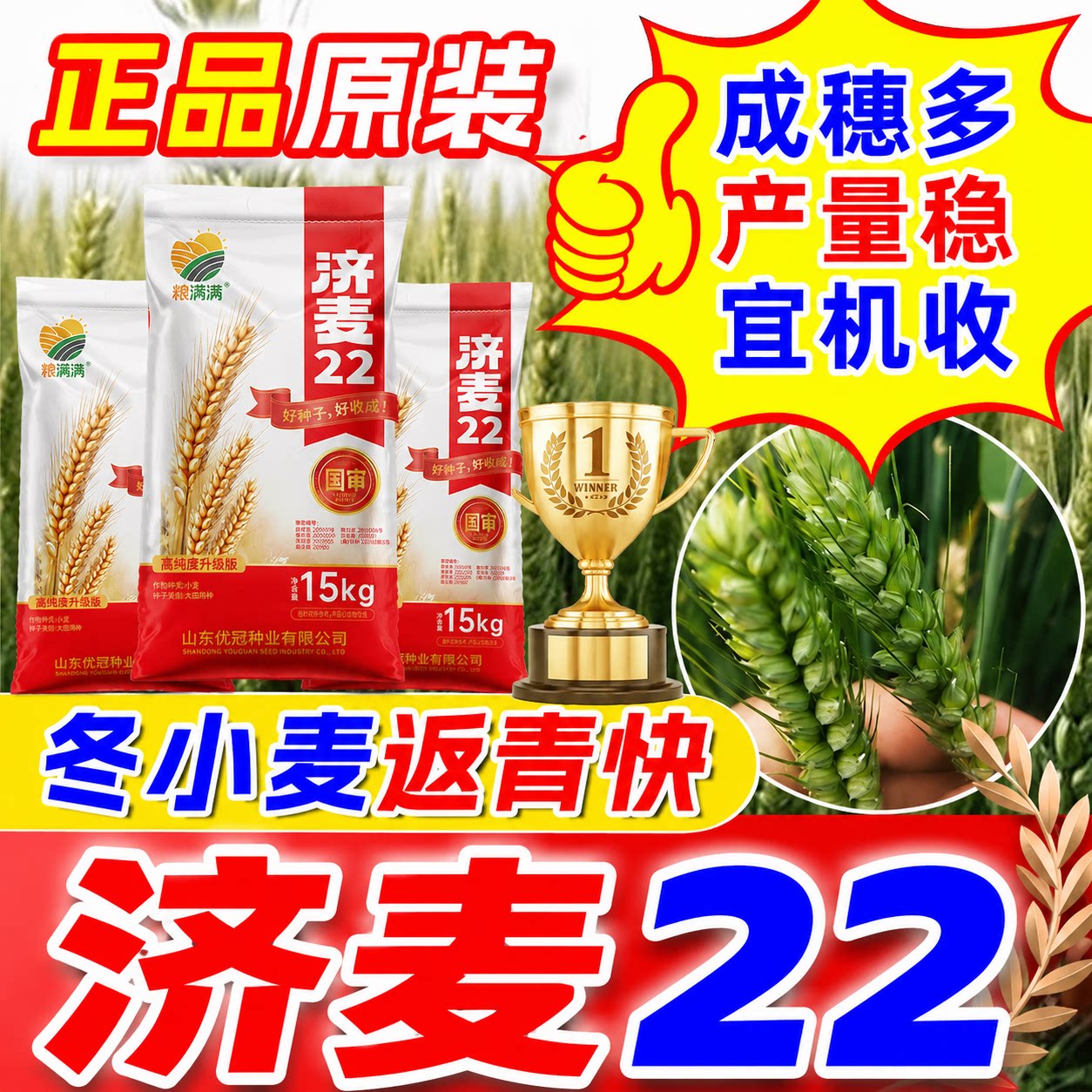 正品原装济麦22冬小麦种子高产麦图片