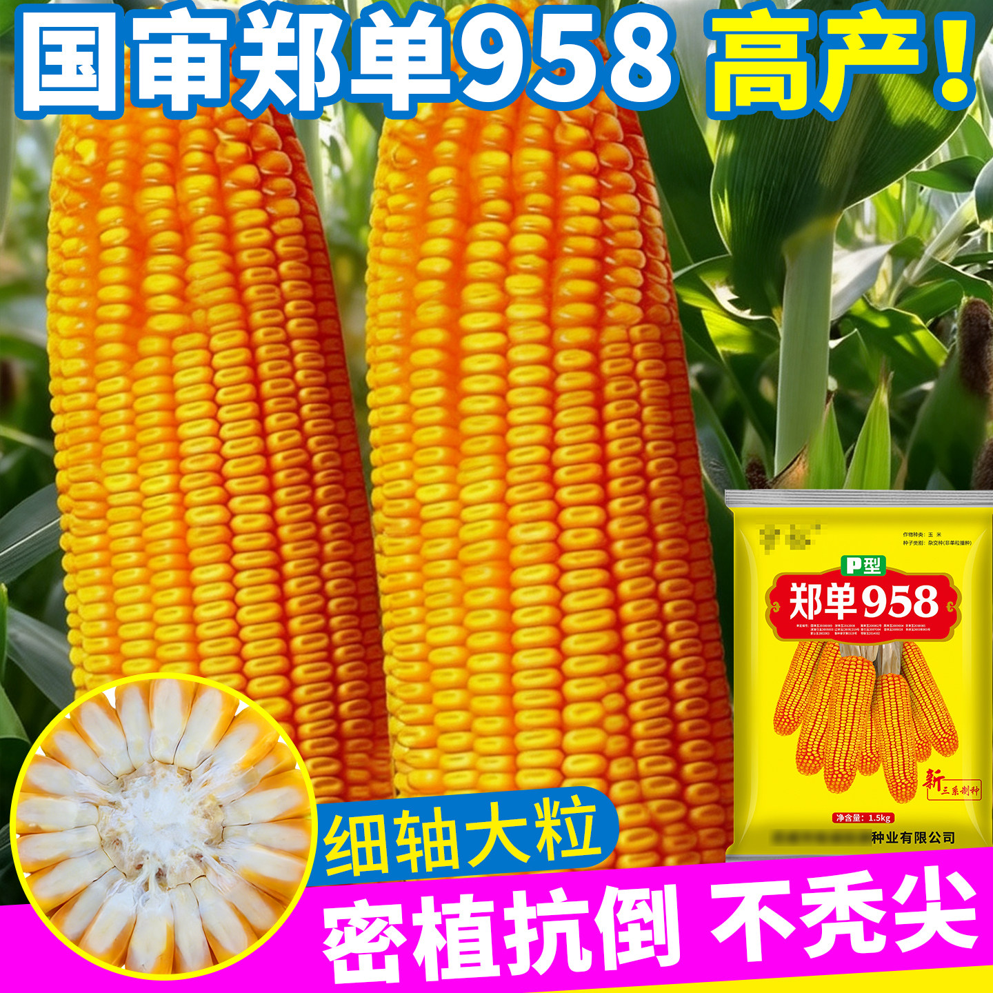 特大高产玉米种子郑单958国审农科院杂交高产稳产饲料新玉米种子