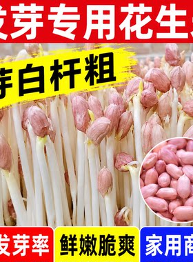 花生芽种子手剥山东大花生米花育9616水培带壳新花生芽苗菜盆栽