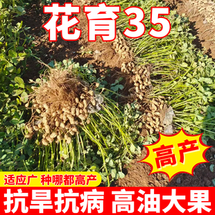 超高产花生种子农科院早熟薄壳花生种子高产南北方矮杆专用花生种