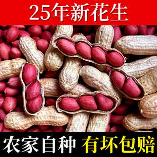 2025年新货红皮花生带壳生的农家自种新鲜原味花生10斤批发四粒红