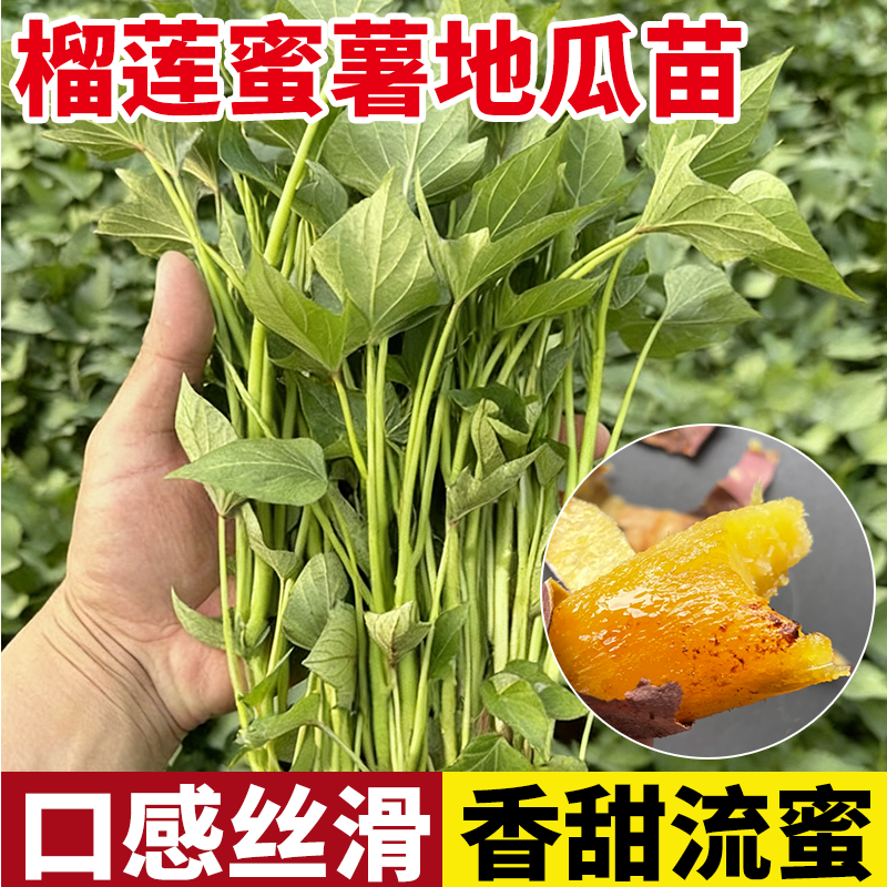 红瑶蜜薯苗秧红薯地瓜苗板栗榴莲蜜薯烟薯25糖心西瓜红薯苗种子秧