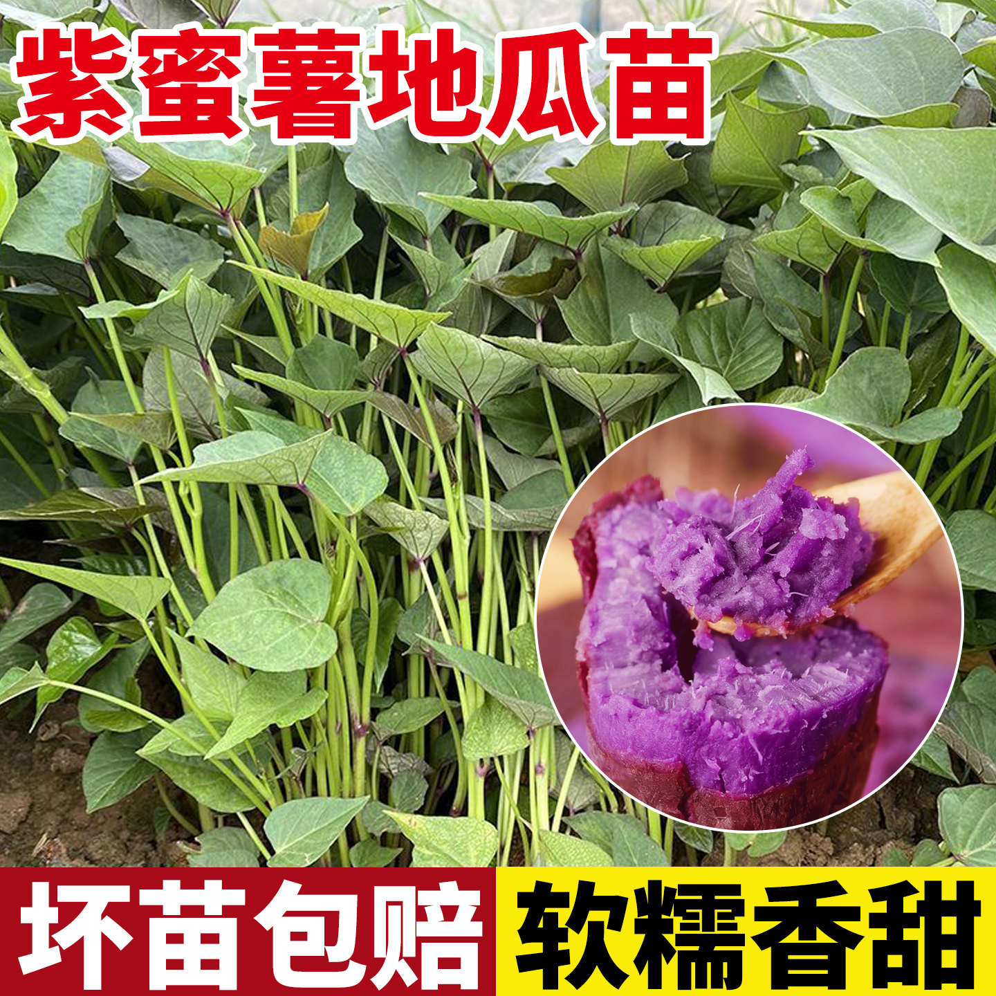 紫薯苗秧烟薯25糖心西瓜红薯地瓜苗红瑶板栗榴莲蜜薯白薯苗种子秧