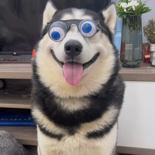 弹簧眼珠眼镜狗狗搞笑装饰道具