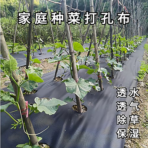 种菜打孔防草布菜园地膜透水透气