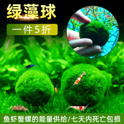 绿藻球水草植物鱼缸造景摆件水族