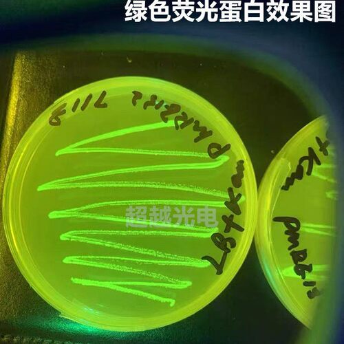 gfp手电筒测试绿色荧光蛋白FITC激发光488nm学校科研实验光源fam