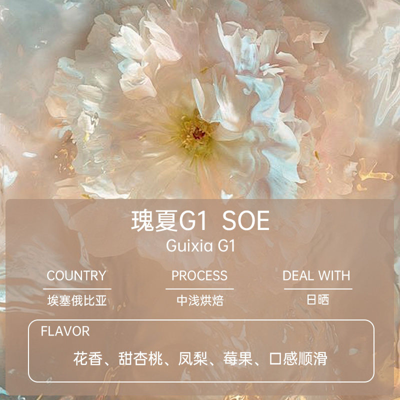 purgatory日晒瑰夏G1埃塞俄比亚Soe单品咖啡豆浅中烘焙