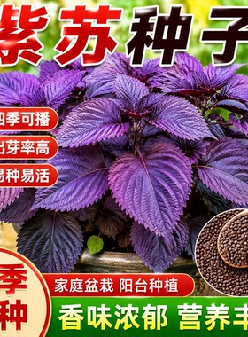 紫苏种子可食用双面红紫苏大叶紫苏种子四季耐热阳台盆栽蔬菜种子