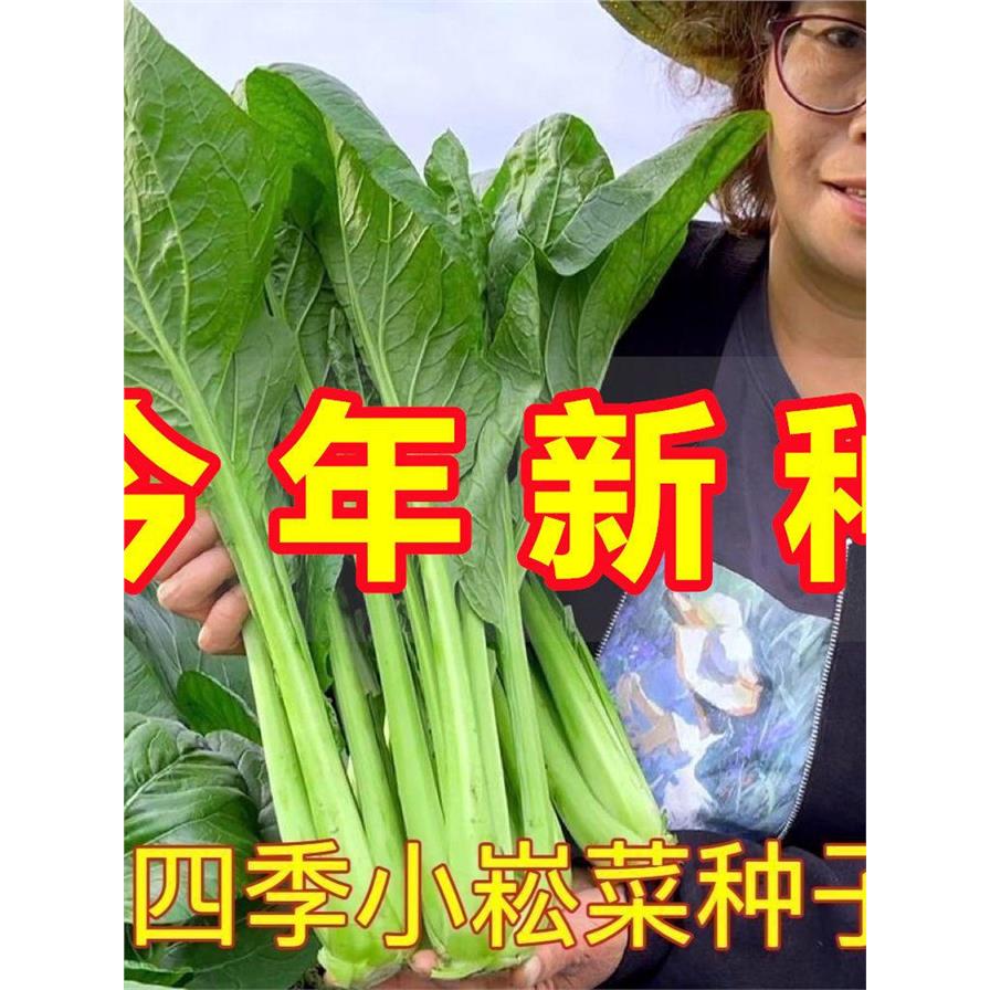 超耐热小松菜种子小菘菜