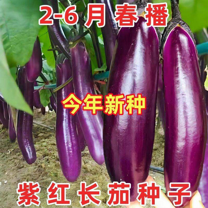 高产紫红长茄种子特蔬菜