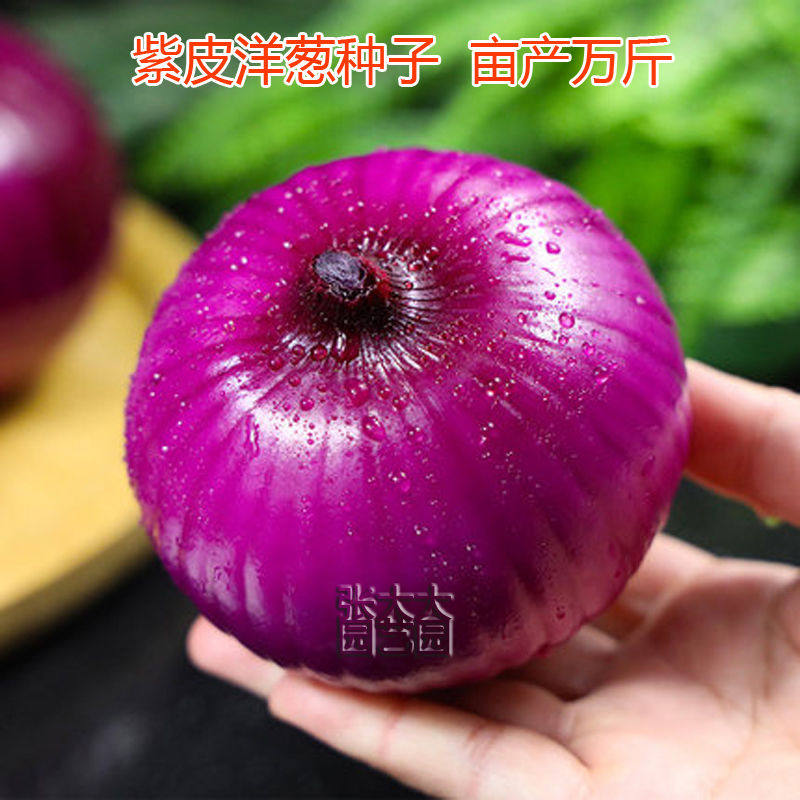 紫皮洋葱种子籽大红皮洋葱圆型丰产四季播种蔬菜种子洋葱种籽包邮