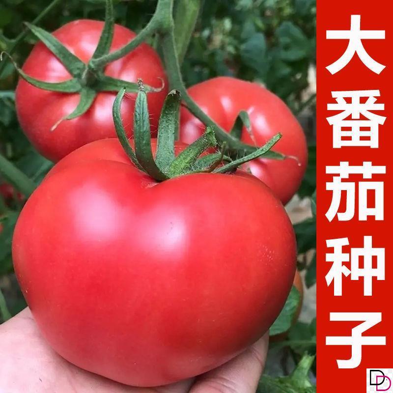 番茄种子大果沙瓤西红柿籽种老品种粉红色洋柿子高产四季蔬菜种籽