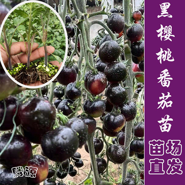 小黑番茄苗黑珍珠黑美人番茄秧苗黑钻大粉草莓番茄红番茄黄小柿子