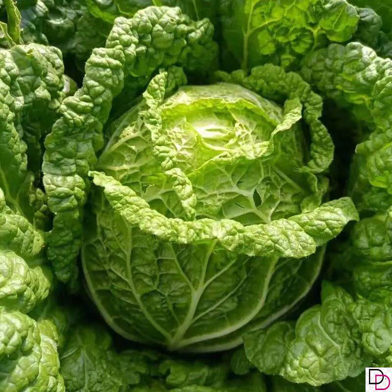 叶多多越冬甜白菜种子秋播大白菜种籽高产抗病越冬田园蔬菜种