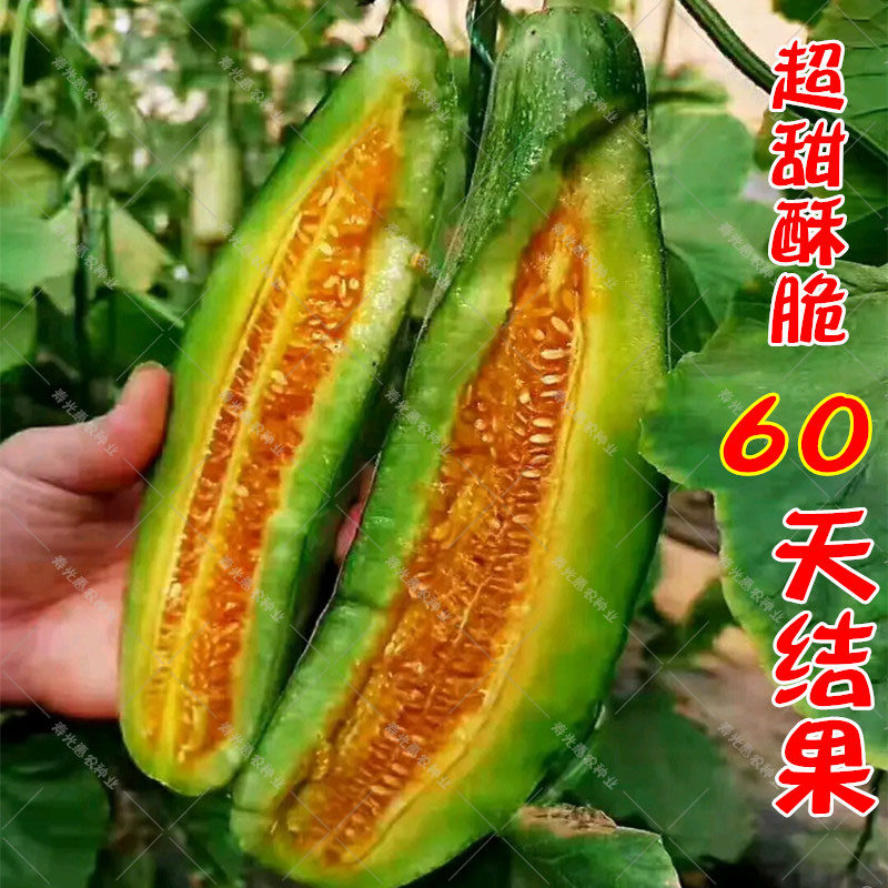高糖羊角蜜种孑甜瓜种子苗高产香瓜种籽四季秧苗易种蔬菜水果大全