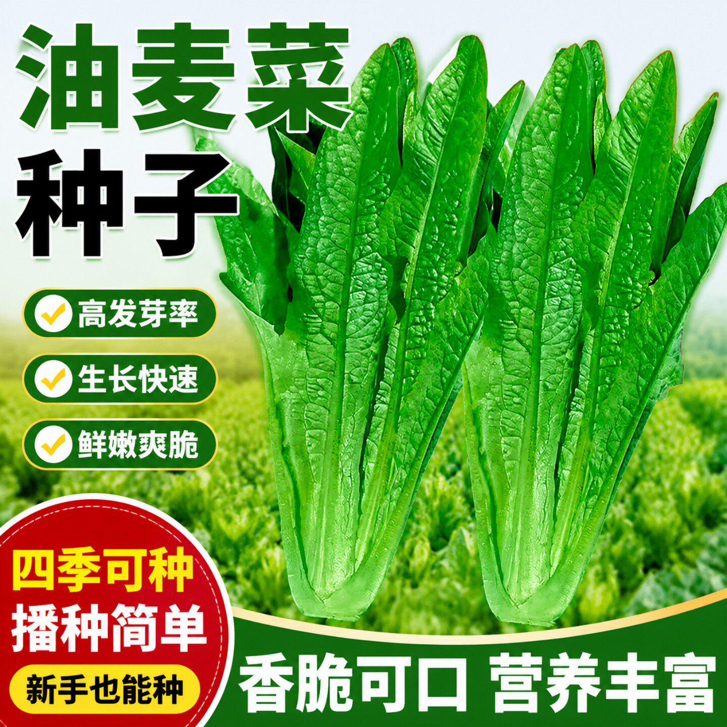 高产油麦菜种子尖叶甜脆春夏秋播种易种蔬菜阳台庭院种子籽种苗