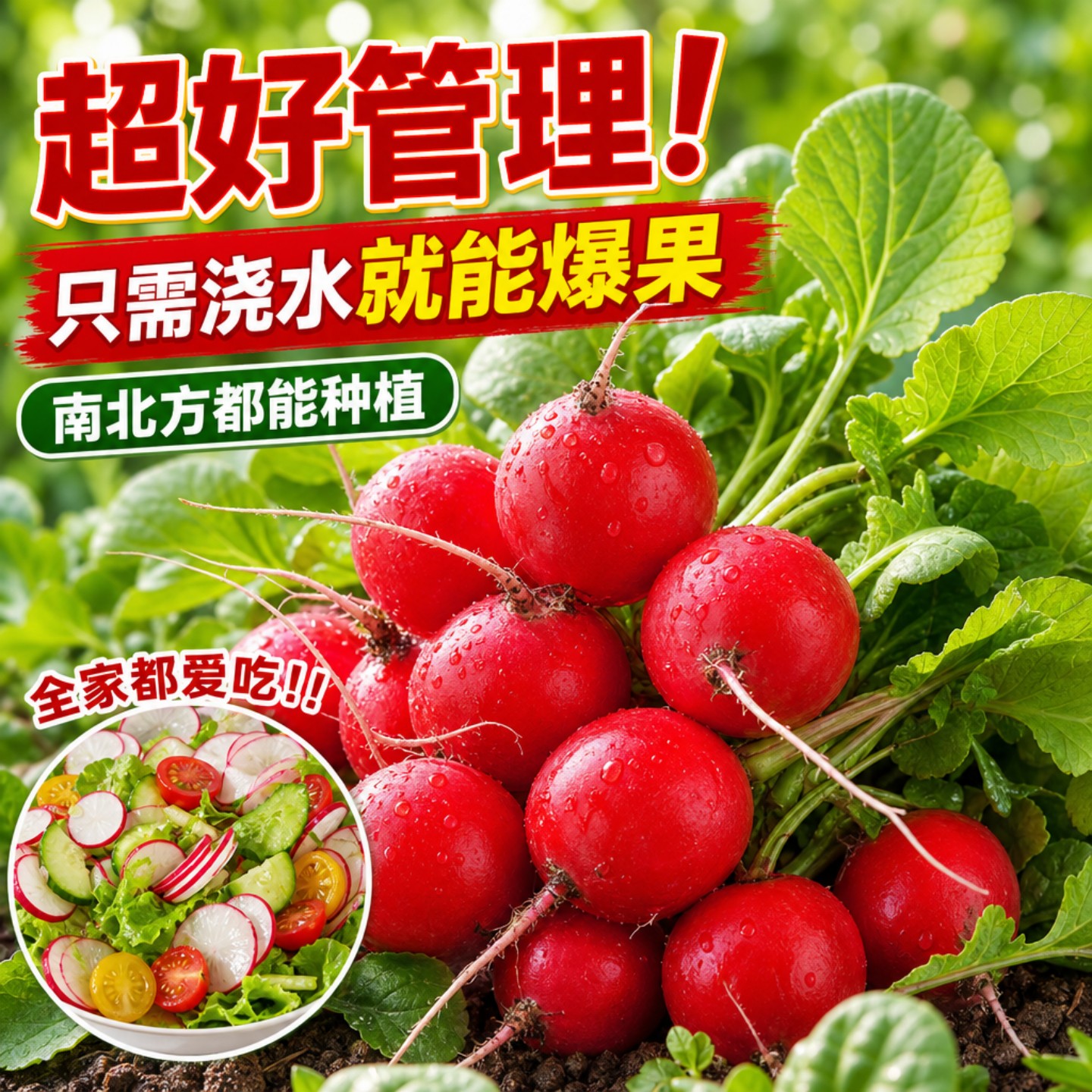 四季播种樱桃萝卜种子懒人种植