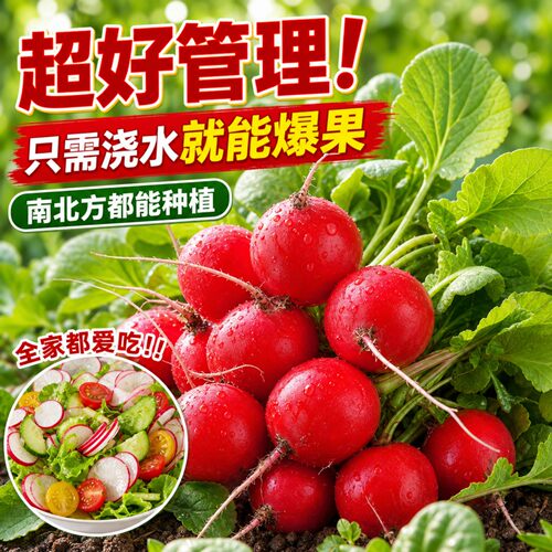 四季播种樱桃萝卜种子懒人种植