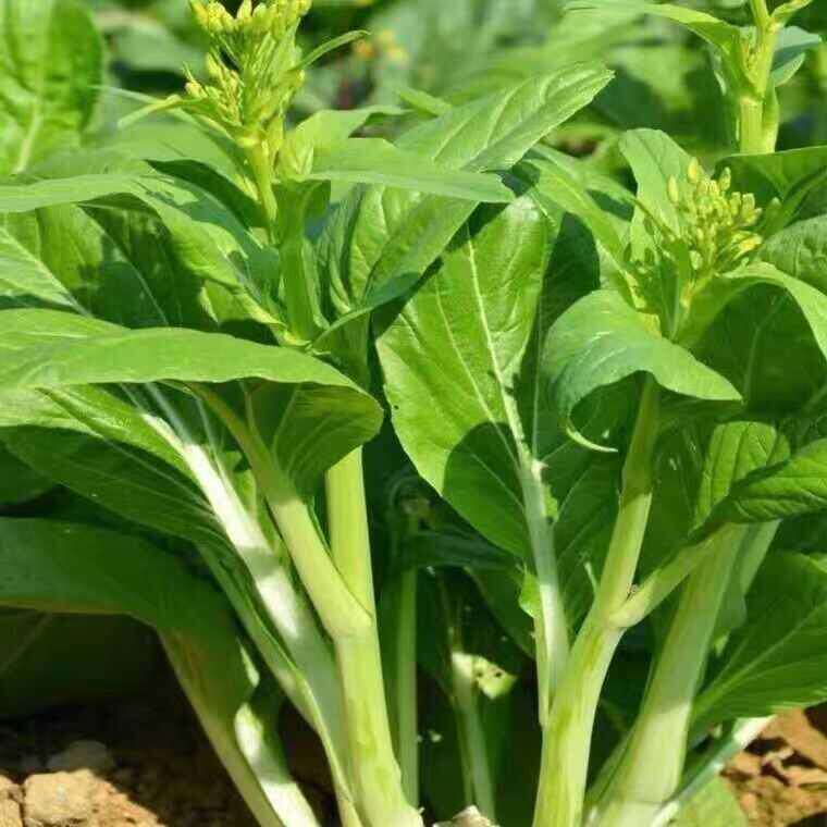 多枝多芽菜心 多子多福甜菜心种子广东菜芯菜苔籽春秋播蔬菜种子A