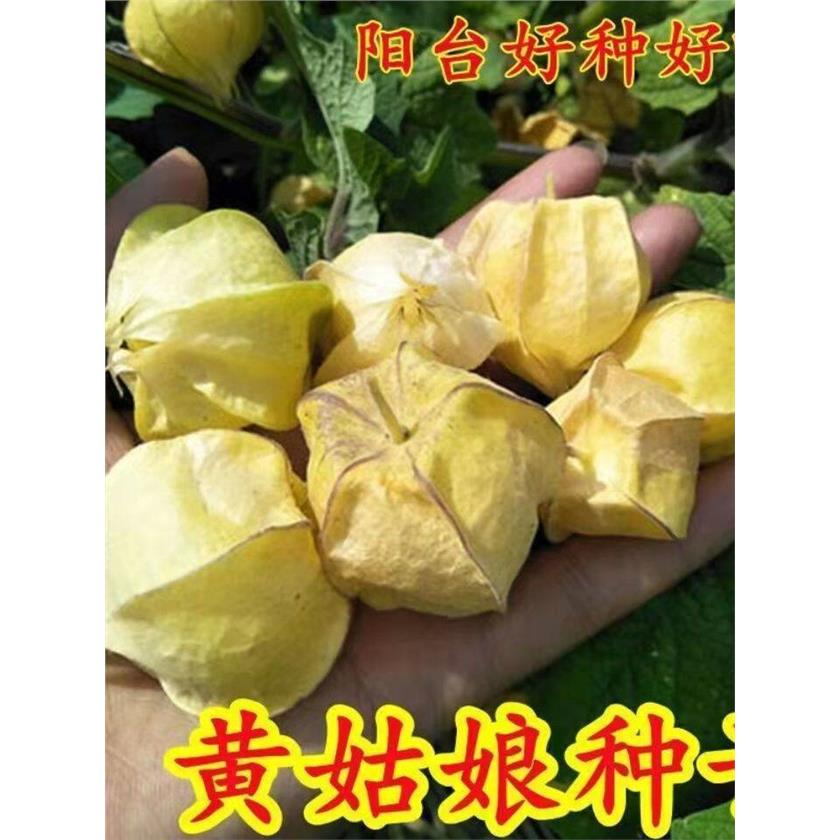 姑娘果种子粒粒甜黄姑娘果种子一年四季种阳台盆栽东北菇娘果大A
