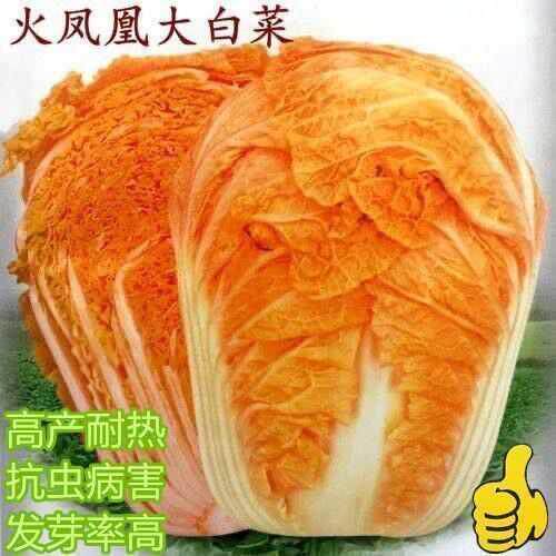 火凤凰大白菜种子红秋季