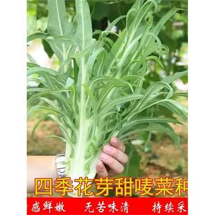 【花芽甜麦菜种子】四季播种香油麦春无苦味味清农家苦麻菜秧苗菜