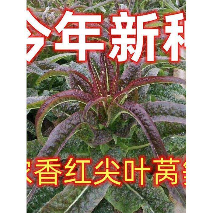 浓香红尖叶莴笋种子苣籽
