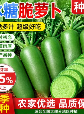 冰糖水果萝卜种子生吃脆甜农家蔬菜种四季播种阳台盆栽绿萝卜种籽