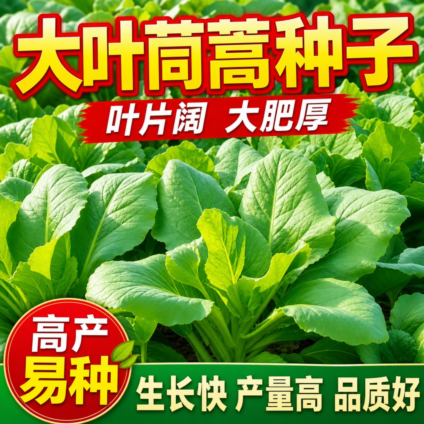 大叶茼蒿皇帝菜种子高产速生耐热