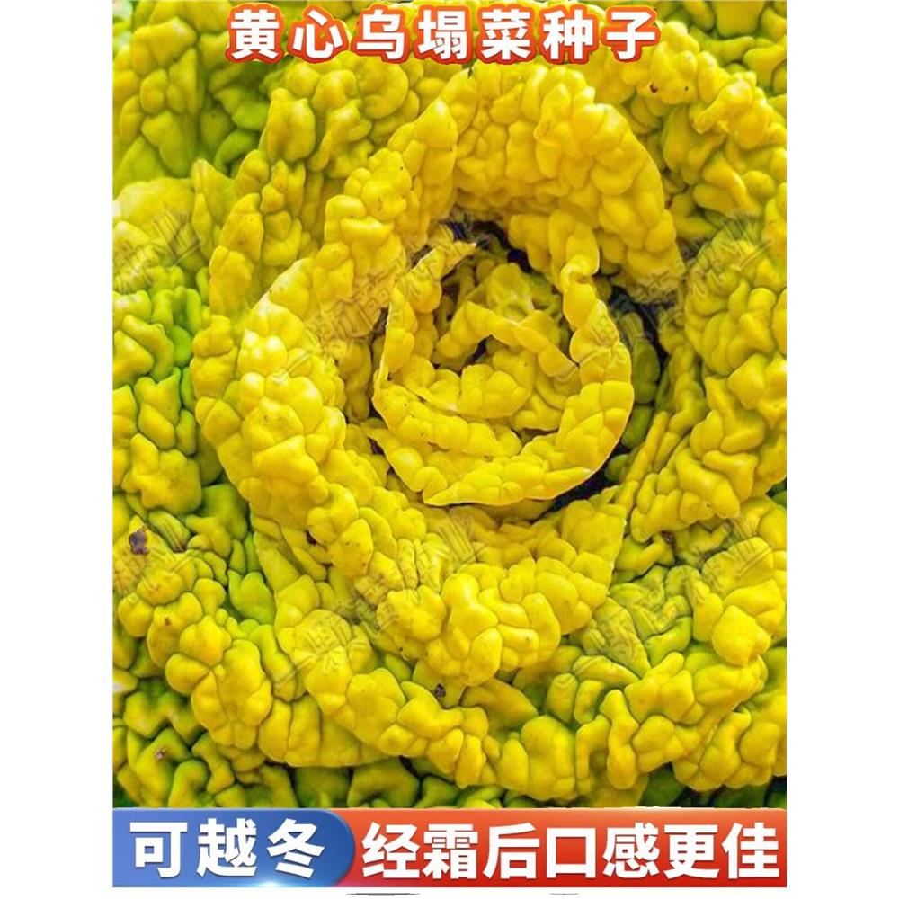 耐寒黄心乌塌菜菊花大白