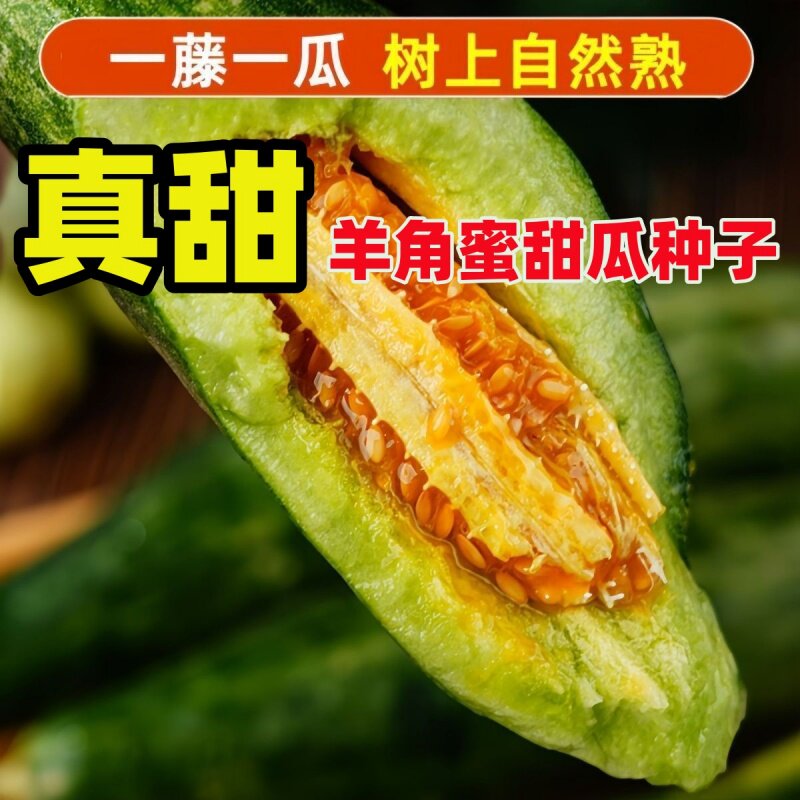 正宗羊角蜜甜瓜种子春秋种应季