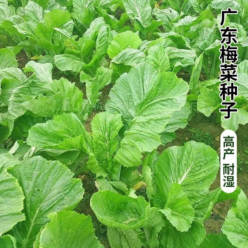 广东客家梅菜种子甜芥菜种子梅干菜种腌渍蔬菜种子春秋易播蔬菜籽