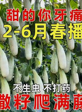 超甜羊角蜜甜瓜种子薄皮冰糖香瓜