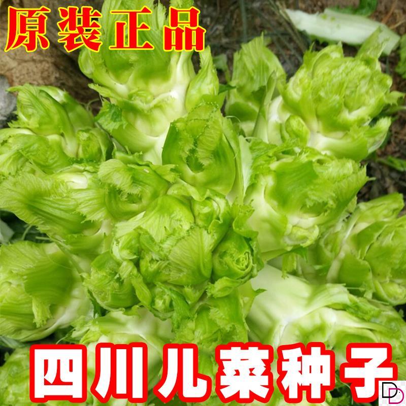 正宗四川儿菜种子种籽芥