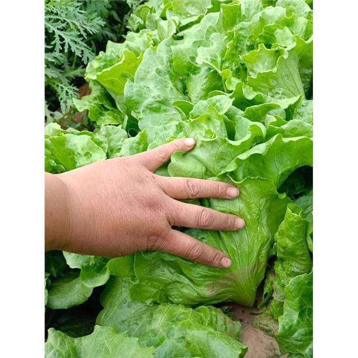 高产早熟耐抽苔生菜种子耐热耐寒生菜籽蔬菜种子意大利生菜种子A