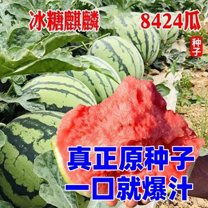 早佳8424高产西瓜种子种籽苗