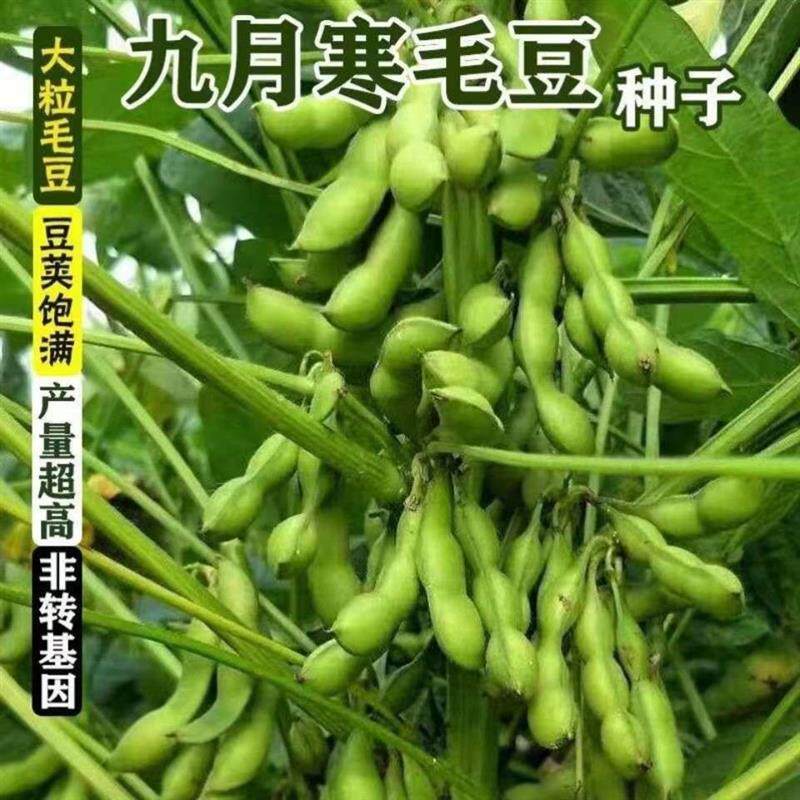 九月寒毛豆种子晚熟高产大粒青黄豆重阳豆种子鲜食菜毛豆蔬菜新种