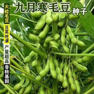 九月寒毛豆种子晚熟高产大粒青黄豆重阳豆种子鲜食菜毛豆蔬菜新种