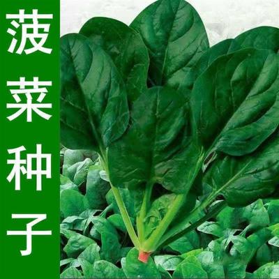 耐热耐寒大叶菠菜种子四季易种