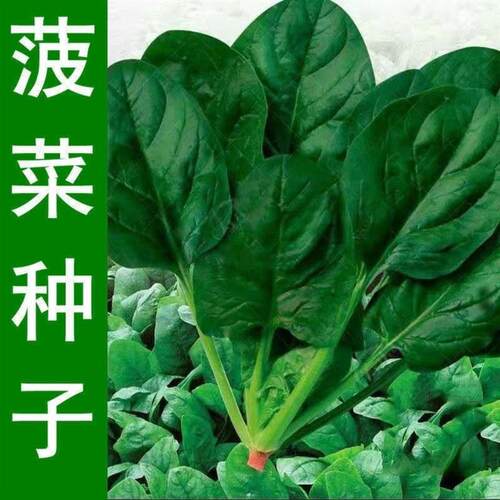 耐热耐寒大叶菠菜种子四季易种