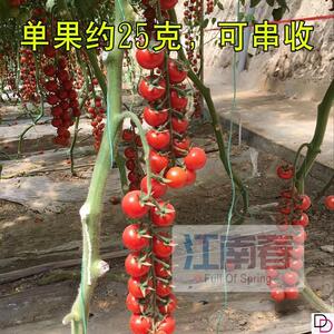 瀑布小番茄种籽种子苗孑