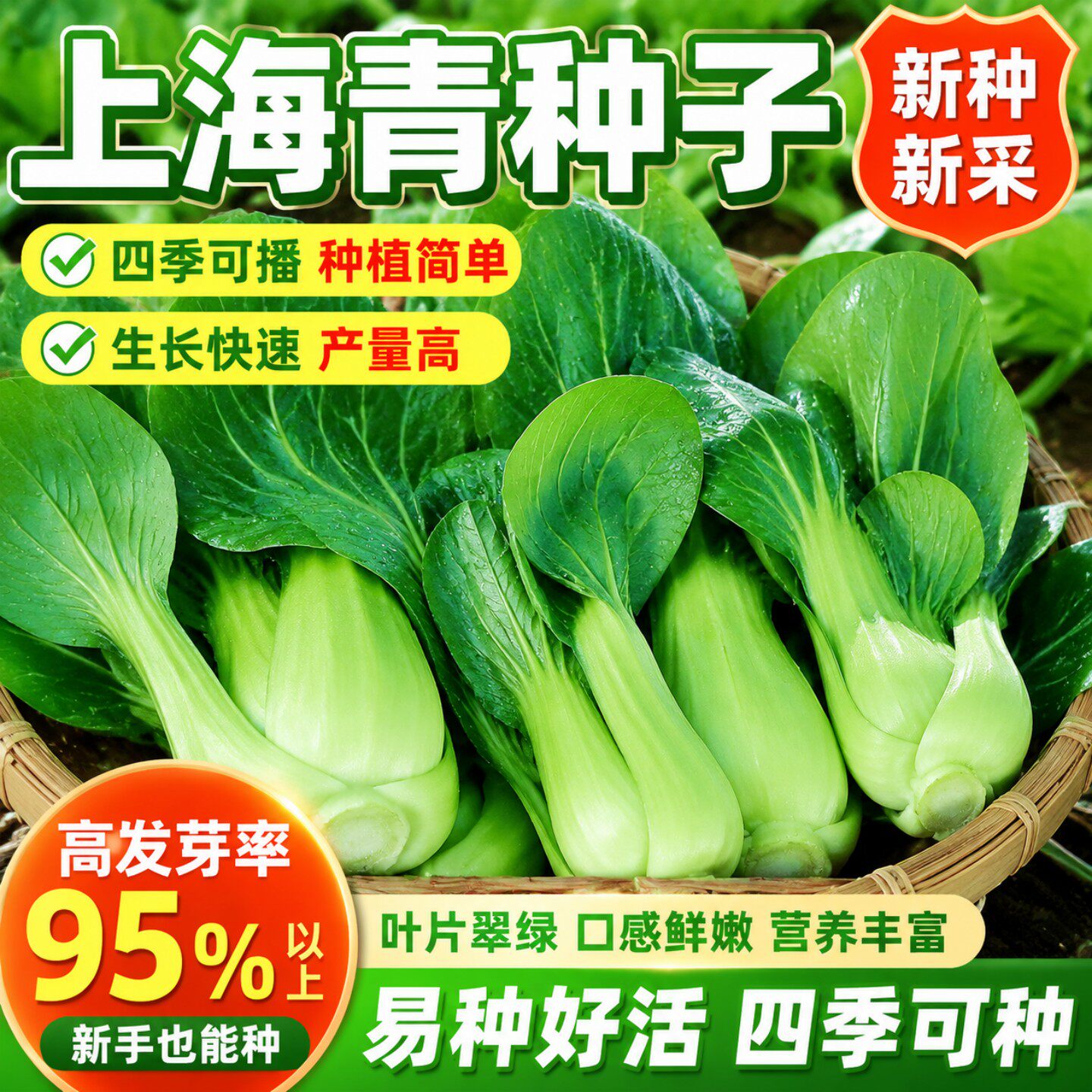 正品上海青种子高产四季种上海青小青菜种子大田盆栽正宗蔬菜种子