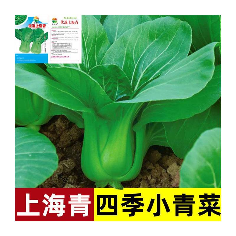 小白菜菜种子矮脚上海青种子小青菜籽蔬菜种子油菜阳台园艺四新种