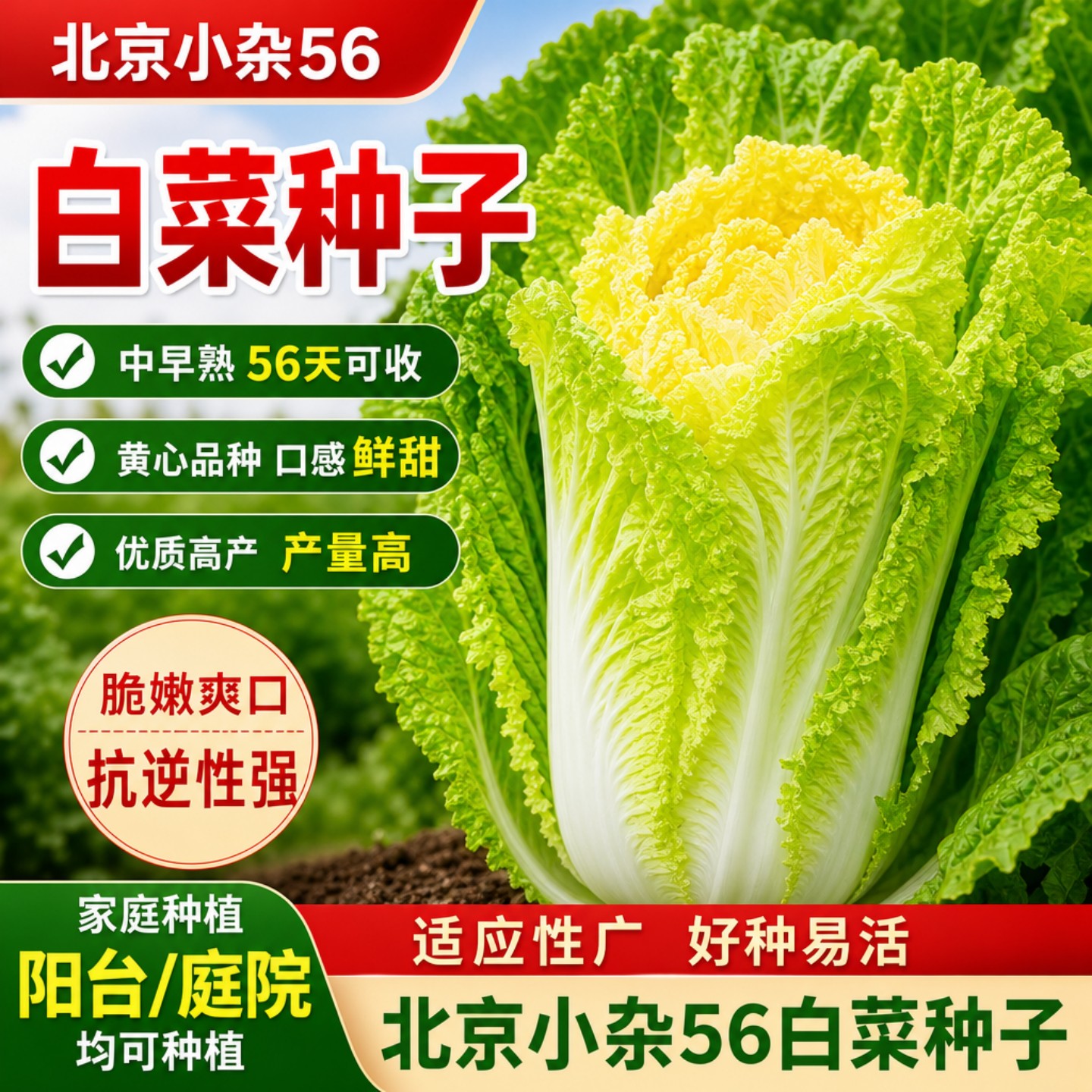 北京小杂56白菜种子适合新手易种