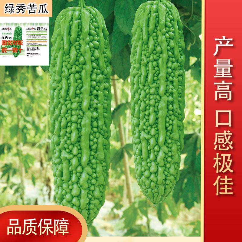 绿秀苦瓜种子正宗早熟突状圆尾色亮坐果性好正品新鲜苦瓜籽新种