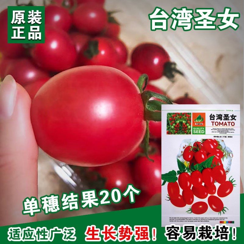 超甜番茄种子台湾圣女果春季小西红柿苗千禧籽四季农家盆栽蔬菜子
