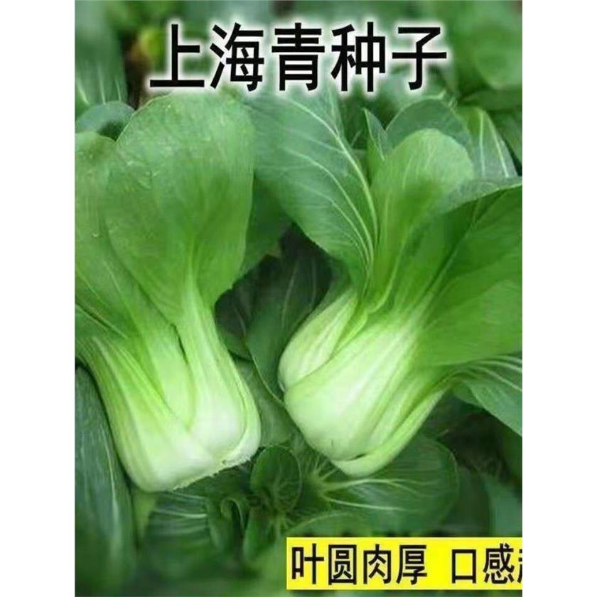 四季上海青种子白菜种籽四季易种阳台盆栽秋冬季小青菜籽蔬菜种A